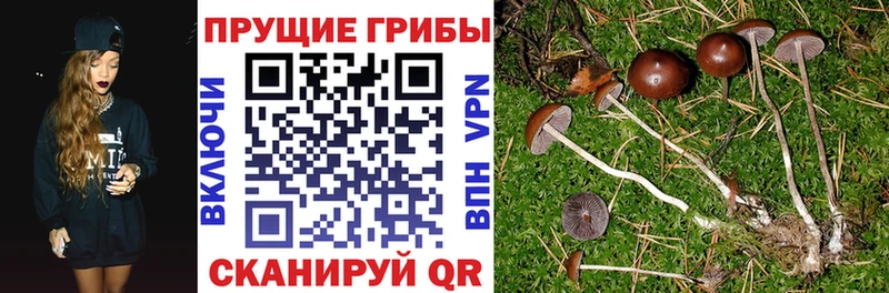 blacksprut рабочий сайт  Махачкала  Псилоцибиновые грибы мицелий  где найти  